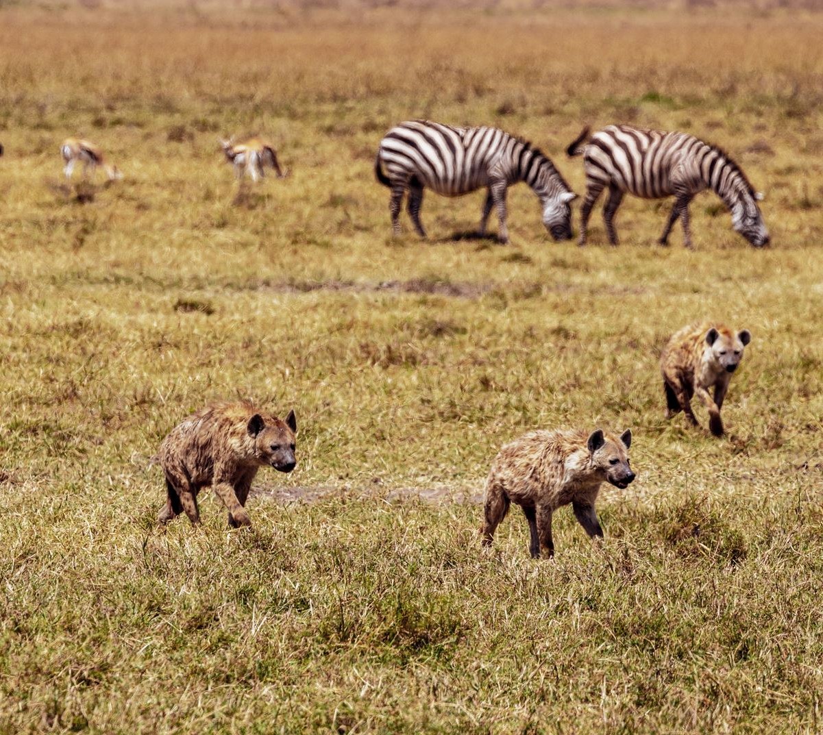 One day Tanzania royal safari tour 1